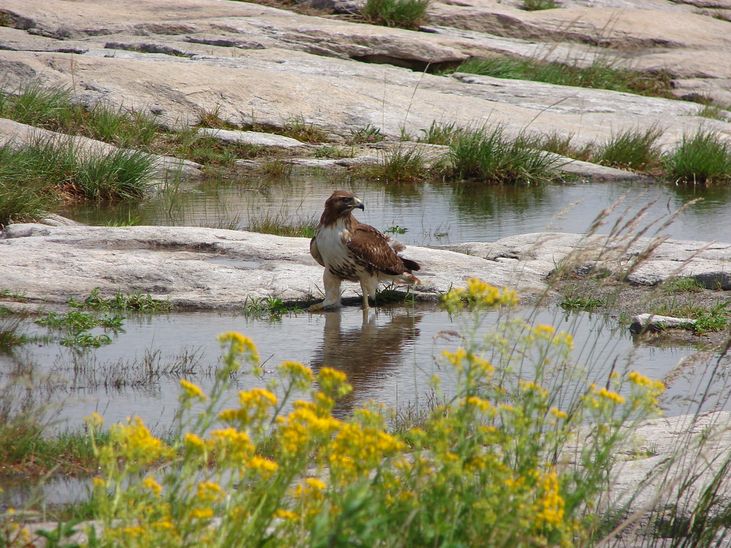 Aguila II — foto de Juan Peláez