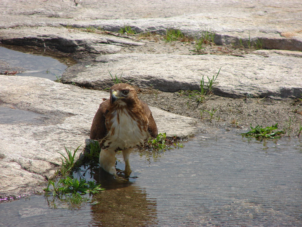 Aguila I — foto de Juan Peláez
