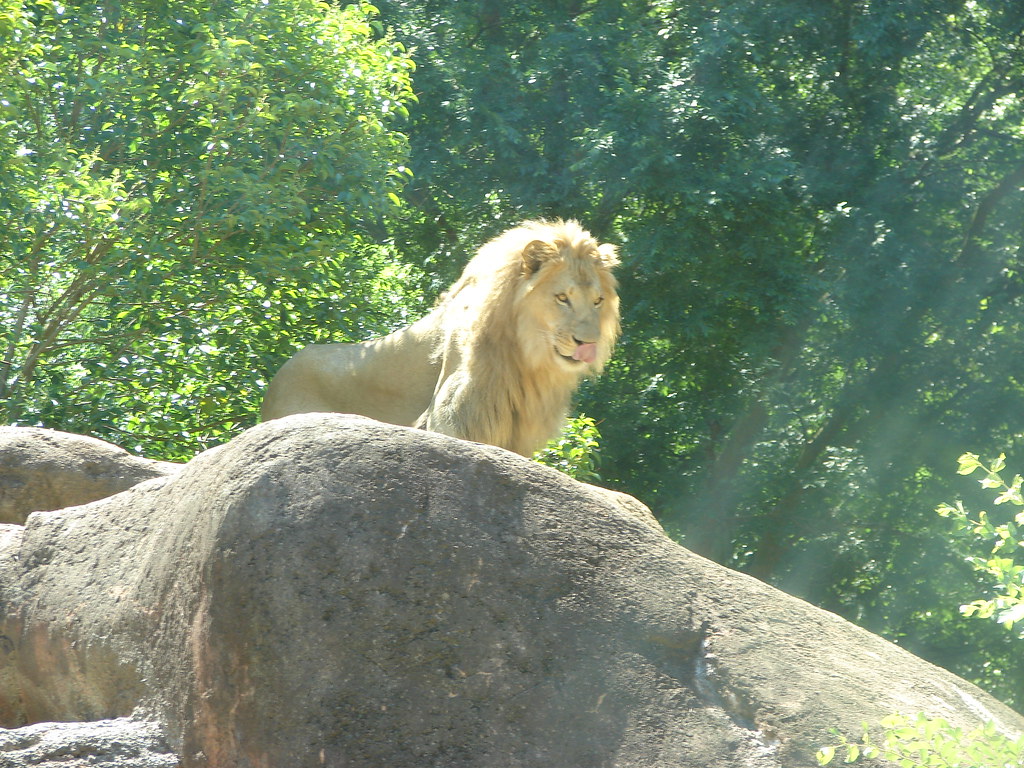Simba @ Zoo Atlanta — foto de Juan Peláez