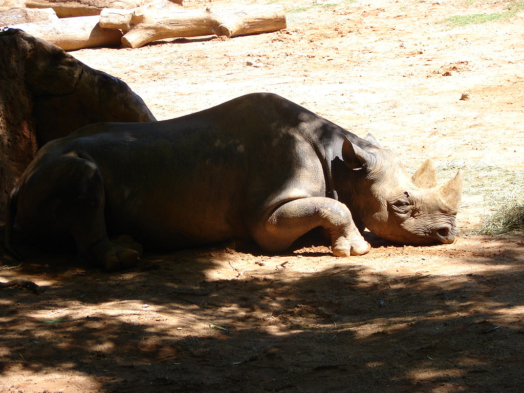 Black Rhino @ Zoo Atlanta — foto de Juan Peláez