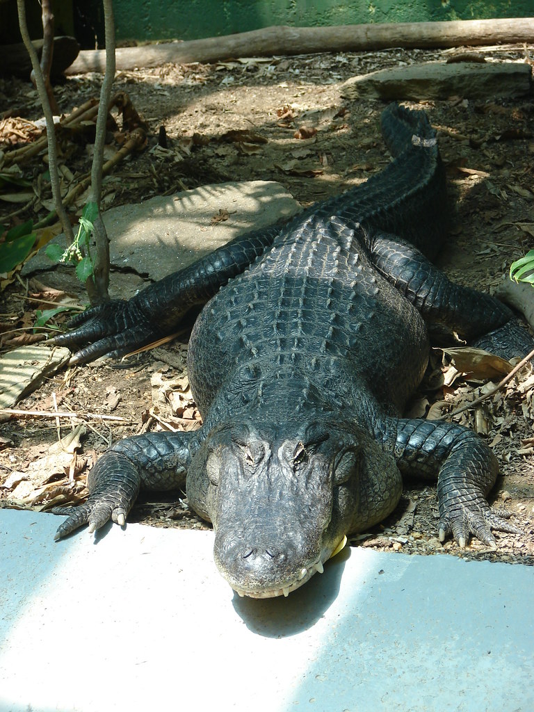 Aligator @ Zoo Atlanta — foto de Juan Peláez