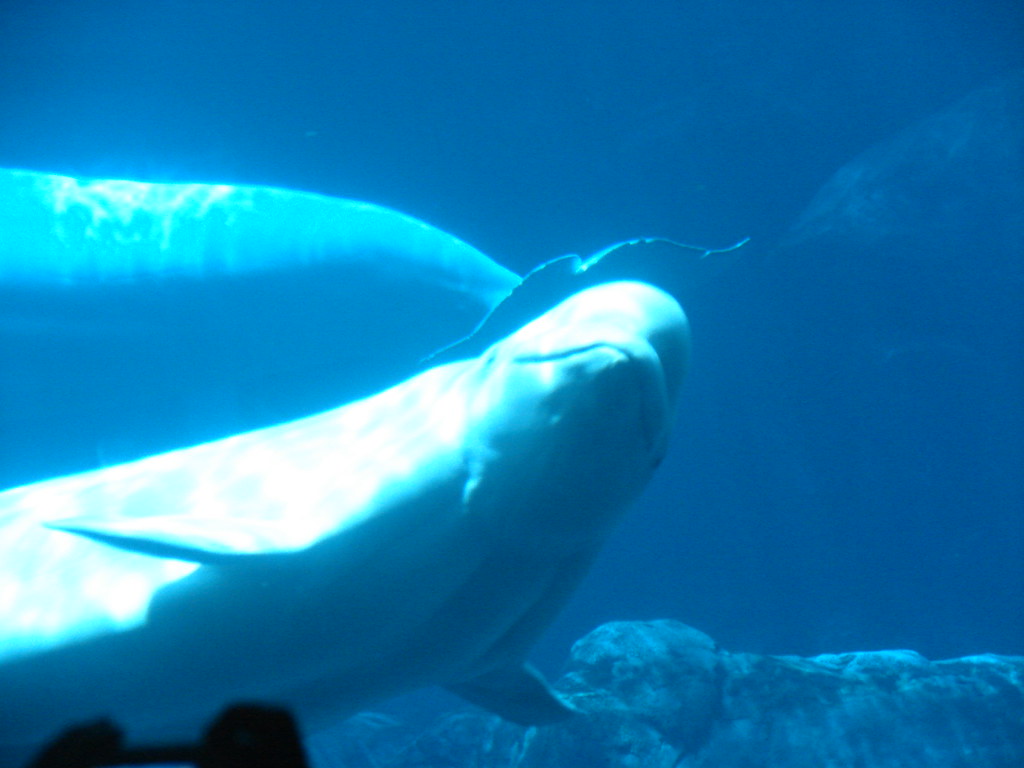 Ballena Beluga @ Atlanta Aquarium — foto de Juan Peláez