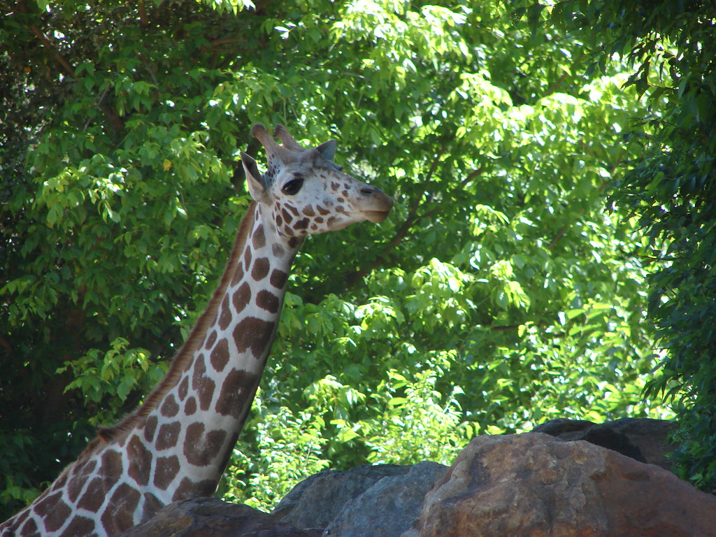 Jirafa @ Zoo Atlanta — foto de Juan Peláez