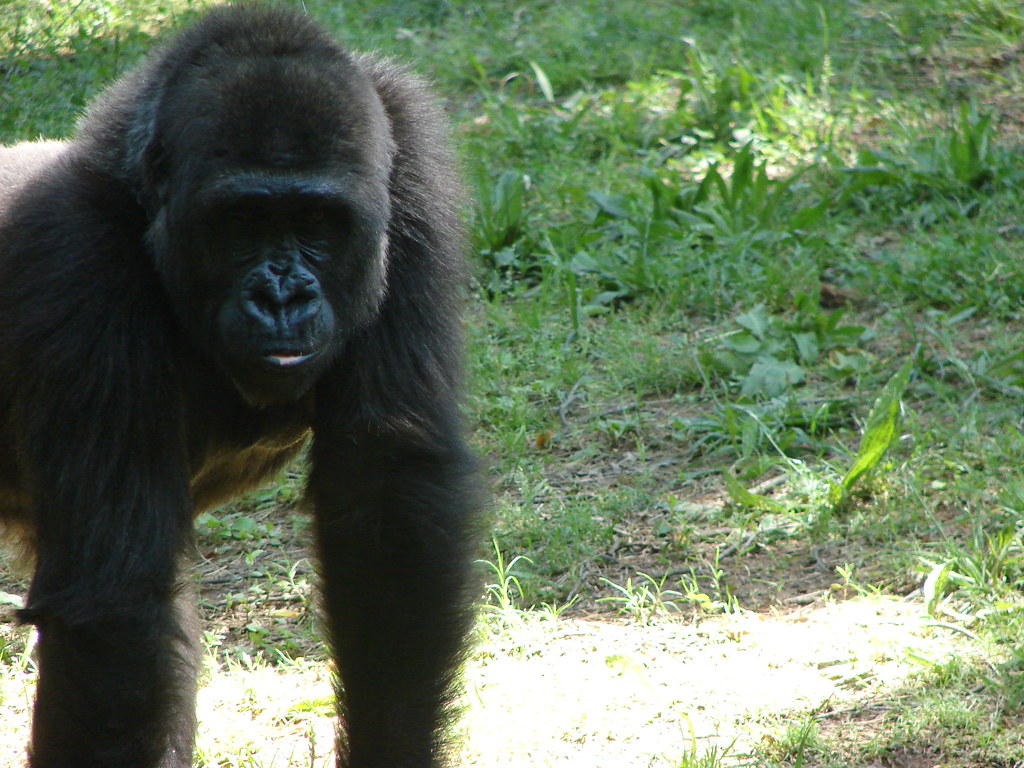 Gorila @ Zoo Atlanta — foto de Juan Peláez