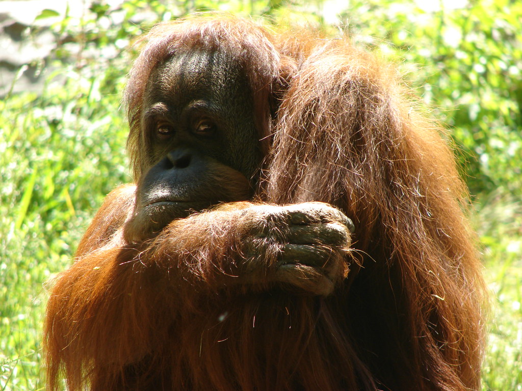 Orangutar @ Zoo Atlanta — foto de Juan Peláez