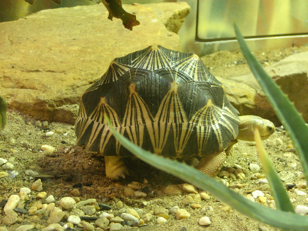 Tortuga de Singapur @ Zoo Atlanta — foto de Juan Peláez