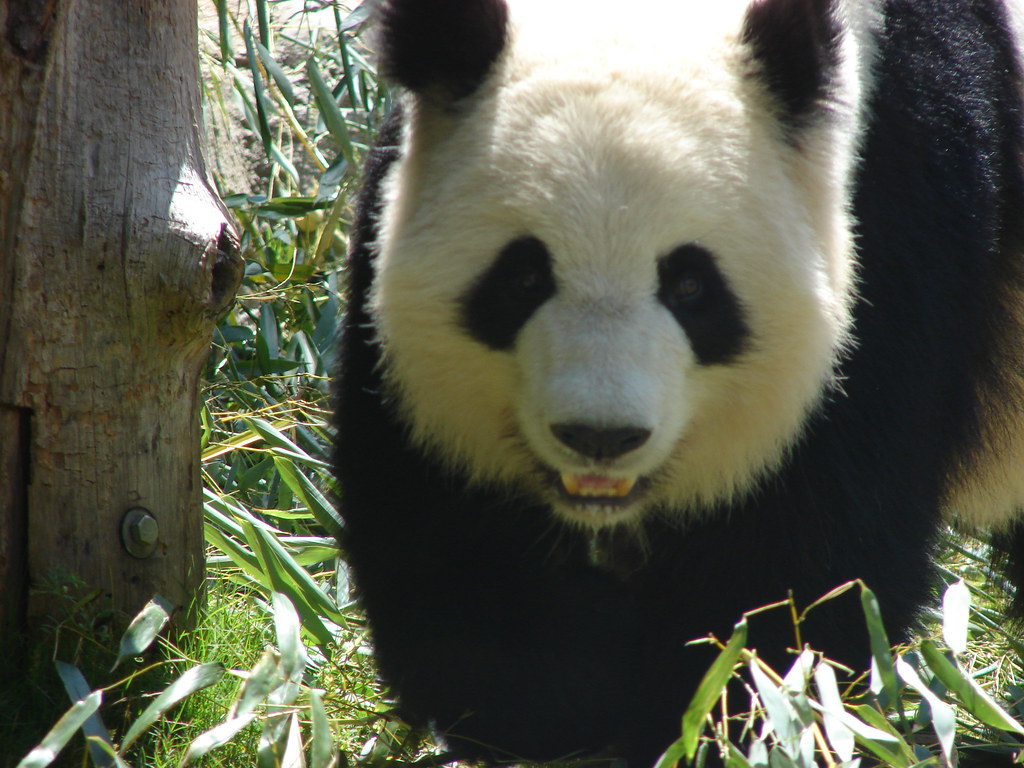 Panda @ Zoo Atlanta — foto de Juan Peláez
