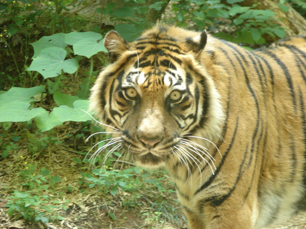 Tigre @ Zoo Atlanta — foto de Juan Peláez