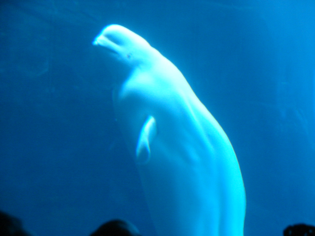 Ballena Beluga @ Atlanta Aquarium III — foto de Juan Peláez