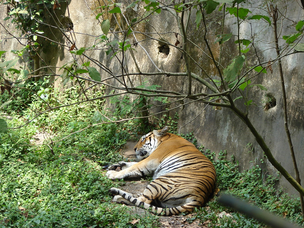 Tigre - Zoologico de Cali — foto de Juan Peláez