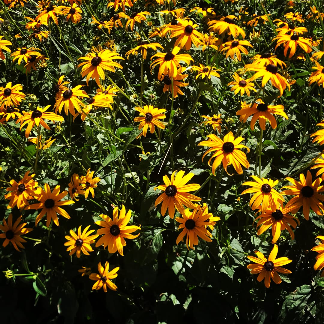 Flowers — foto de Juan Peláez